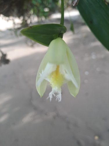 Sobralia fragrans, photograph 5