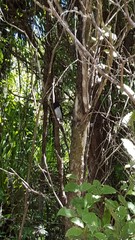 Petroica macrocephala toitoi