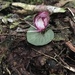 Corybas sinii - Photo (c) fly Liu, some rights reserved (CC BY-NC-ND), uploaded by fly Liu