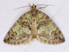 Hydriomena renunciata
