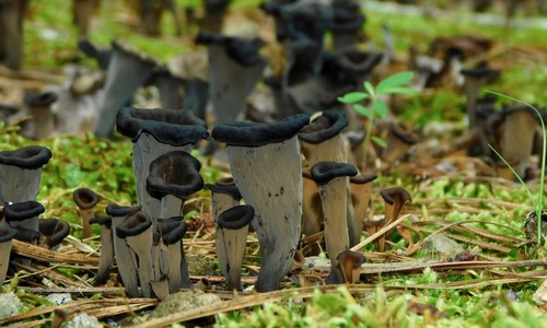 Horn of Plenty
