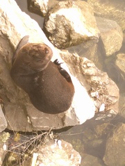 Arctocephalus forsteri