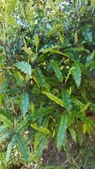 Quintinia serrata