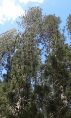 Eutacta