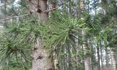 Eutacta