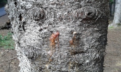 Eutacta