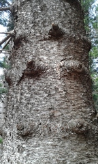 Eutacta