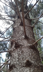 Eutacta