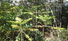 Eutacta