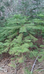 Eutacta
