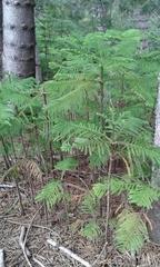 Eutacta