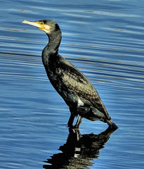 Phalacrocorax carbo