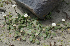 Craspedia robusta pedicellata