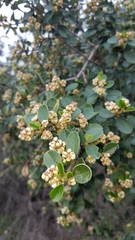 Ceanothus megacarpus insularis