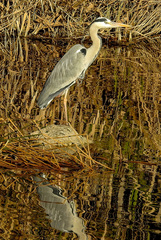 Ardea cinerea