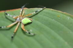 Eriophora nephiloides
