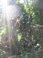 Leucauge granulata