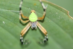 Eriophora nephiloides