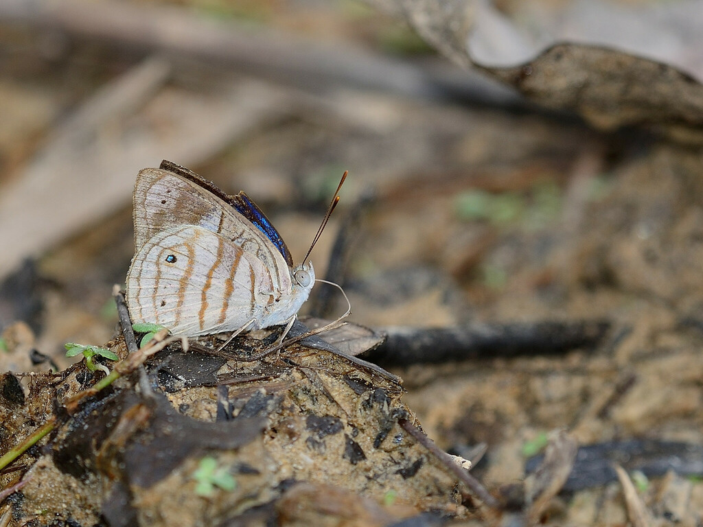 Dynamine persis