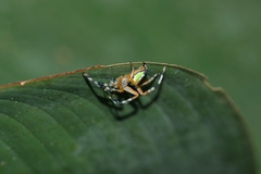 Eriophora nephiloides
