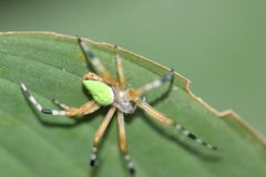 Eriophora nephiloides