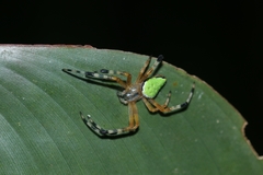 Eriophora nephiloides