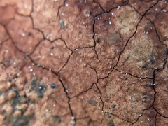 Hypoxylon rubiginosum image