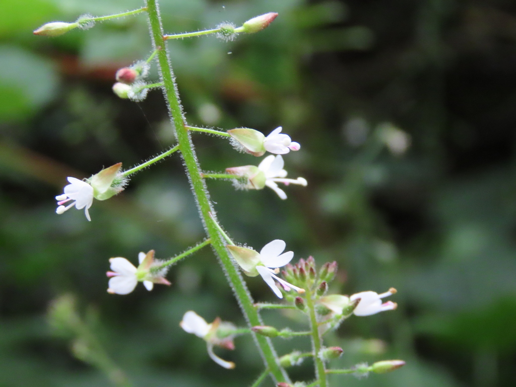 enchanter-s-nightshade-from-wiltshire-uk-on-july-5-2023-at-11-53-pm
