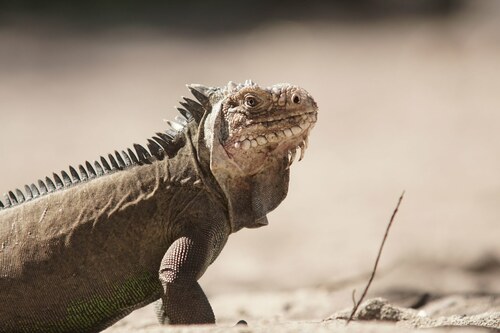 Lesser Antillean Iguana, Iguana delicatissima