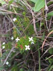 Arcytophyllum