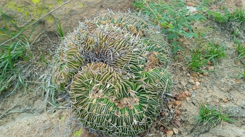Stenocactus phyllacanthus