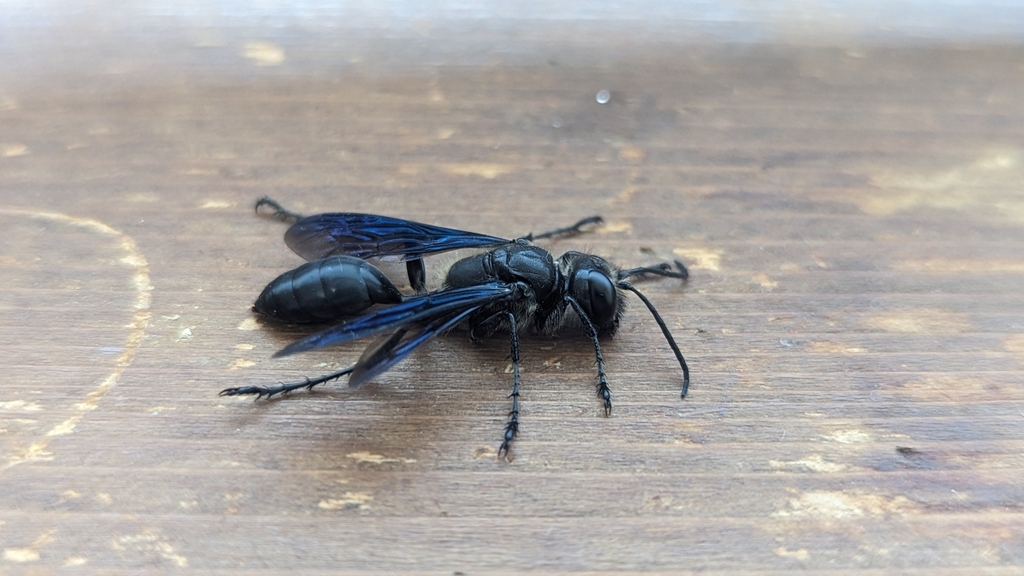 Mud dauber
