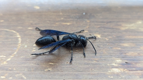 Mud dauber