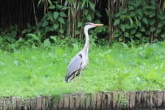 Ardea cinerea