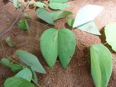 Bauhinia ungulata
