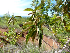 Miconia xalapensis