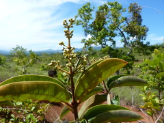 Miconia xalapensis