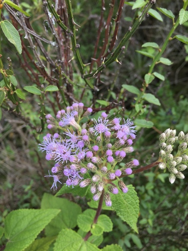 Aristeguietia lamiifolia, photograph 1