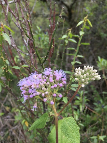 Aristeguietia lamiifolia