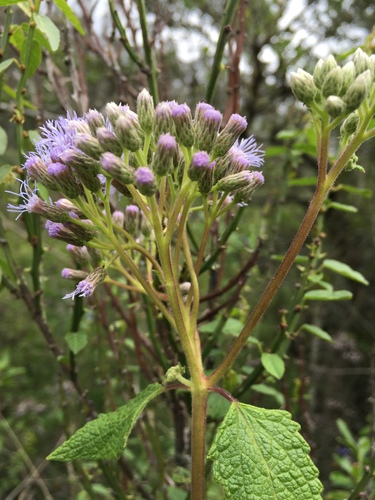 Aristeguietia lamiifolia, photograph 2