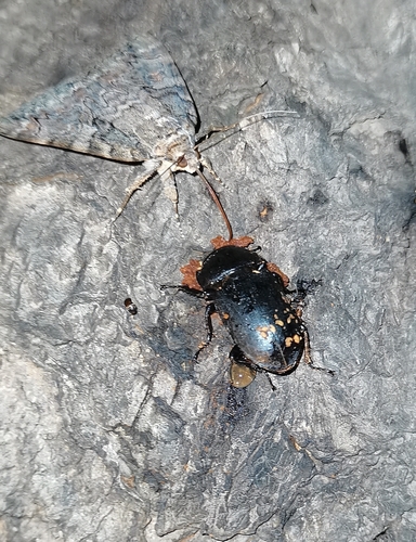 Dorcus davidis