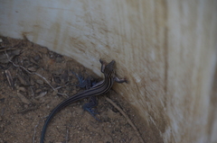 Aspidoscelis hyperythrus beldingi