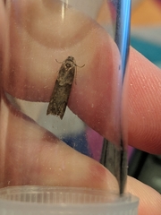 Tortricodes alternella