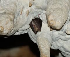 Rhinolophus hipposideros