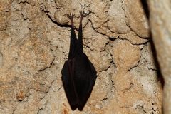 Rhinolophus hipposideros