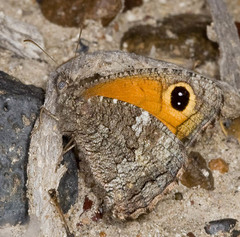 Haywardella edmondsii