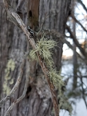 Ramalina intermedia