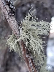 Ramalina intermedia