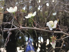 Crataegus aestivalis