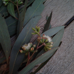 Eucalyptus microcarpa